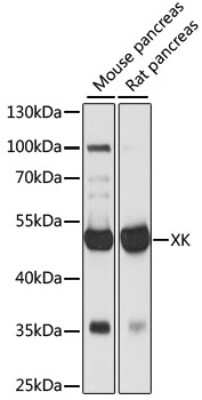 Western Blot: XK X-linked Kx blood group AntibodyAzide and BSA Free [NBP2-93011]