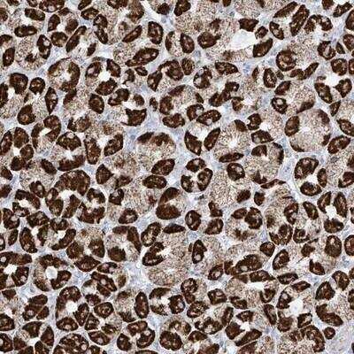 Immunohistochemistry: XKR3 Antibody [NBP1-93461]