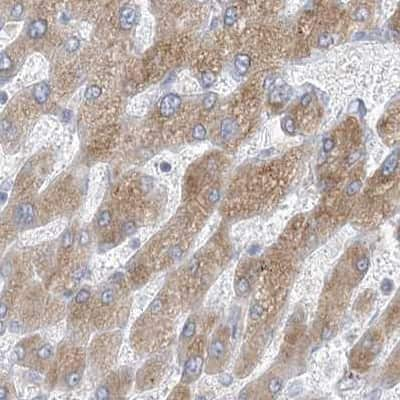 Immunohistochemistry-Paraffin: XKR3 Antibody [NBP2-33987]