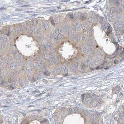 Immunohistochemistry-Paraffin: XKR3 Antibody [NBP2-33987]