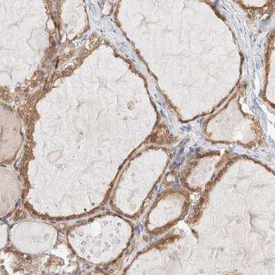 Immunohistochemistry-Paraffin: XKR4 Antibody [NBP1-93567]