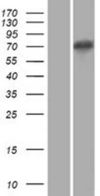 Western Blot: XKR5 Overexpression Lysate [NBP2-04499]