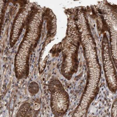 Immunohistochemistry-Paraffin: XKR6 Antibody [NBP1-91235]