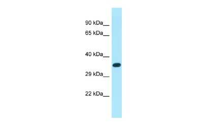 Western Blot: XKR6 Antibody [NBP2-86389]