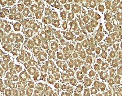 Immunohistochemistry-Paraffin: XKR8 Antibody - BSA Free [NBP2-81866]