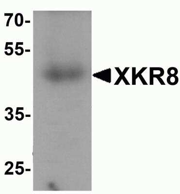 Western Blot: XKR8 AntibodyBSA Free [NBP2-81866]