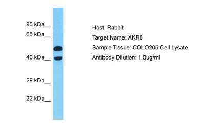 Western Blot: XKR8 Antibody [NBP2-83769]