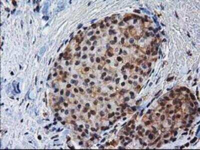 Immunohistochemistry-Paraffin: XLF Antibody (OTI3D6) [NBP2-03275]