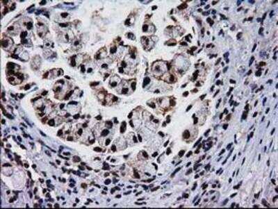Immunohistochemistry-Paraffin: XLF Antibody (OTI3D6) [NBP2-03275]