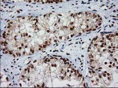 Immunohistochemistry-Paraffin: XLF Antibody (OTI3D6) [NBP2-03275]