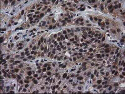 Immunohistochemistry-Paraffin: XLF Antibody (OTI3D6) [NBP2-03275]