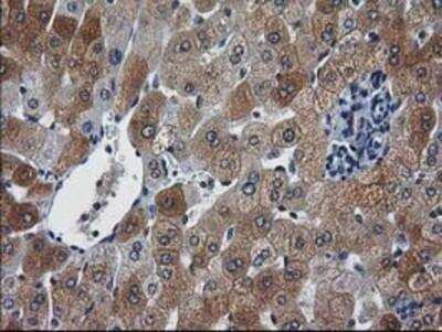 Immunohistochemistry-Paraffin: XLF Antibody (OTI3D6) [NBP2-03275]