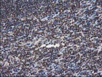 Immunohistochemistry-Paraffin: XLF Antibody (OTI3D6) [NBP2-03275]