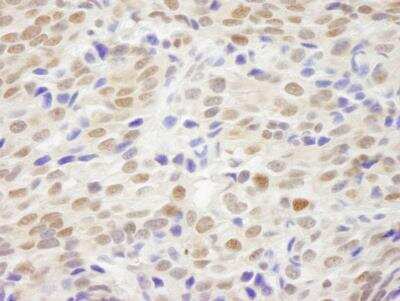 Immunohistochemistry-Paraffin: XLF Antibody [NB100-2258]