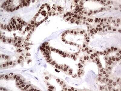 Immunohistochemistry: XLF Antibody (OTI1B5) - Azide and BSA Free [NBP2-74880]