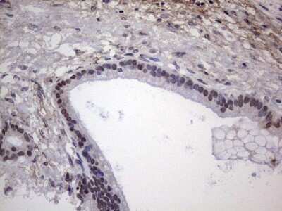 Immunohistochemistry: XLF Antibody (OTI1B5) - Azide and BSA Free [NBP2-74880]