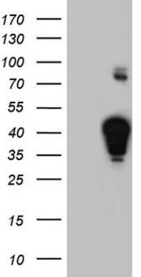 Western Blot: XLF Antibody (OTI1B5)Azide and BSA Free [NBP2-74880]