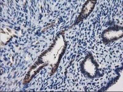 Immunohistochemistry: XLF Antibody (OTI3D6) - Azide and BSA Free [NBP2-74876]