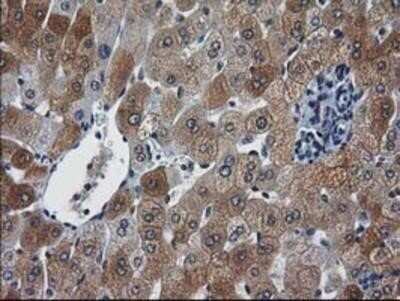 Immunohistochemistry: XLF Antibody (OTI3D6) - Azide and BSA Free [NBP2-74876]