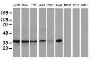 Western Blot: XLF Antibody (OTI3D6)Azide and BSA Free [NBP2-74876]