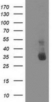 Western Blot: XLF Antibody (OTI3D6)Azide and BSA Free [NBP2-74876]