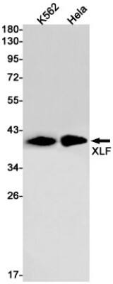 Western Blot: XLF Antibody (S08-9D7) [NBP3-19804]