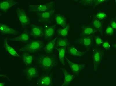 Immunocytochemistry/ Immunofluorescence: XPA Antibody - BSA Free [NBP3-03415]