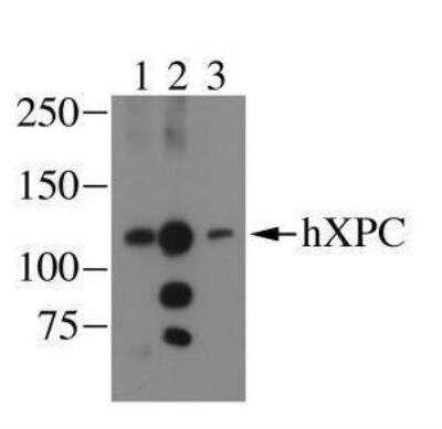 Western Blot: XPC Antibody (3.26) [NB100-477]