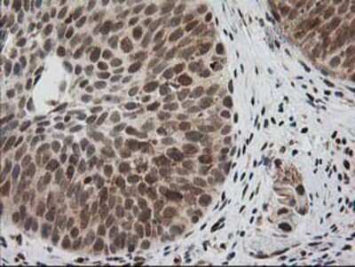 Immunohistochemistry-Paraffin: XPF Antibody (OTI4E11) [NBP2-01020]