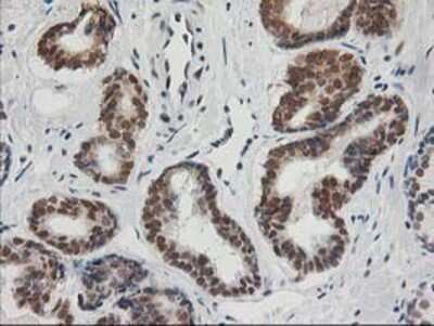 Immunohistochemistry-Paraffin: XPF Antibody (OTI4E11) [NBP2-01020]