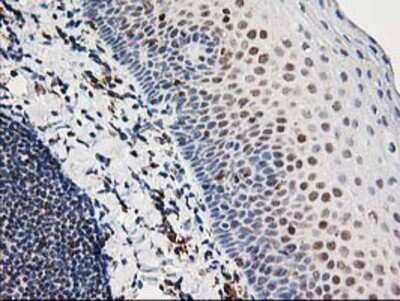 Immunohistochemistry-Paraffin: XPF Antibody (OTI4E11) [NBP2-01020]
