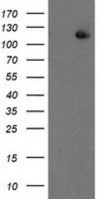 Western Blot: XPF Antibody (OTI4E11)Azide and BSA Free [NBP2-74883]