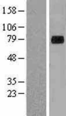 Western Blot: Aminopeptidase P2/XPNPEP2 Overexpression Lysate [NBL1-17909]