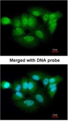 Immunocytochemistry/ Immunofluorescence: XPNPEP3 Antibody [NBP1-31556]