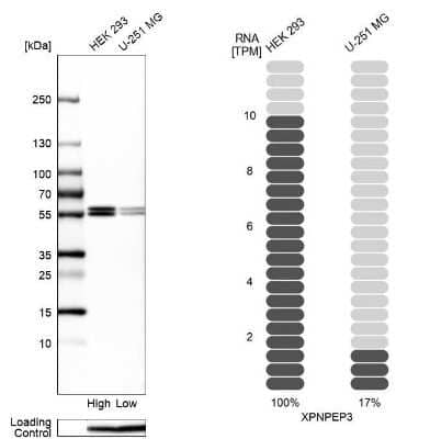 Western Blot: XPNPEP3 Antibody [NBP1-89030]