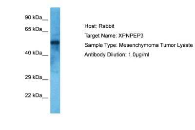 Western Blot: XPNPEP3 Antibody [NBP2-86391]