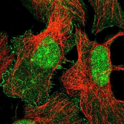 Immunocytochemistry/ Immunofluorescence: XPO6 Antibody [NBP1-83601]