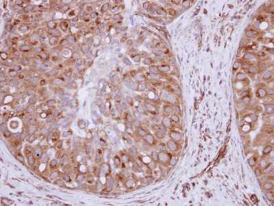 Immunohistochemistry-Paraffin: XPO6 Antibody [NBP2-20925]