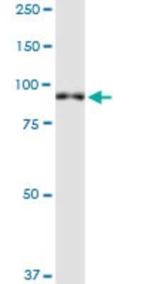 Western Blot: XPR1 Antibody (2G8) [H00009213-M06]