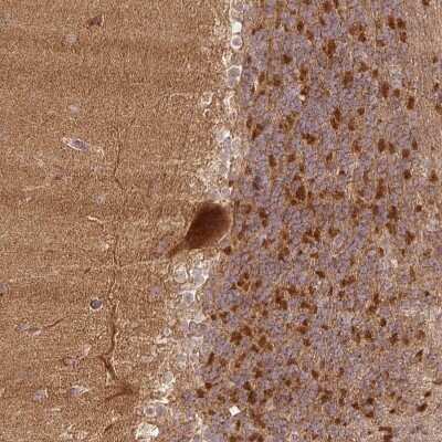 Immunohistochemistry-Paraffin: XPR1 Antibody [NBP2-48531]