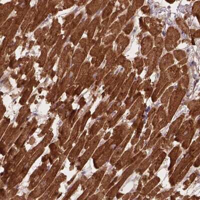 Immunohistochemistry-Paraffin: XPR1 Antibody [NBP2-48531]