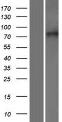 Western Blot: XPR1 Overexpression Lysate [NBP2-07832]