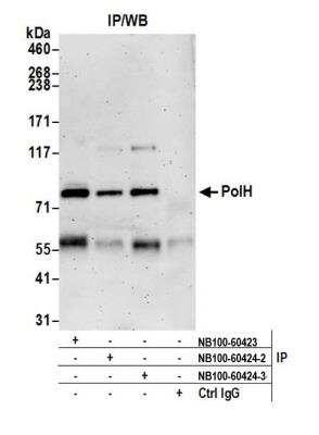 Immunoprecipitation: XPV/DNA polymerase eta Antibody [NB100-60424]
