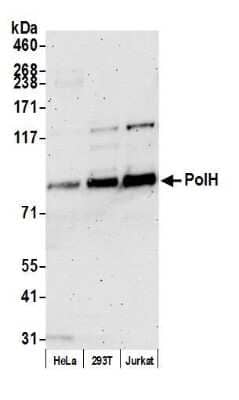 Western Blot: XPV/DNA polymerase eta Antibody [NB100-60424]