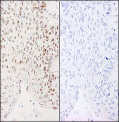 Immunohistochemistry: XRCC1 [p Ser461] Antibody [NB100-533]