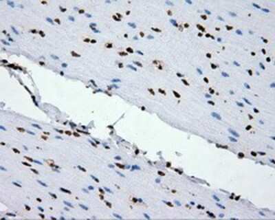 Immunohistochemistry-Paraffin: XRCC1 Antibody (OTI2F8) [NBP2-02280]