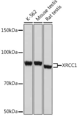 Western Blot: XRCC1 Antibody (2X1U4) [NBP3-16338]