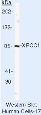 Western Blot: XRCC1 Antibody (33-2-5) [NB120-1838]