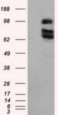 Western Blot: XRCC1 Antibody (OTI2F8)Azide and BSA Free [NBP2-74891]