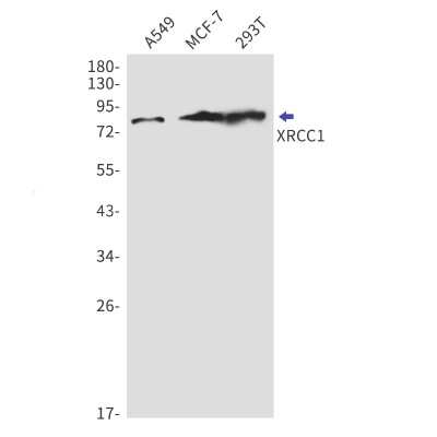Western Blot: XRCC1 Antibody (S02-0B0) [NBP3-14986]